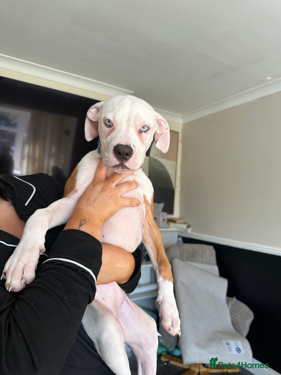 American Bulldog dogs for sale: American bulldogs  - Image 2