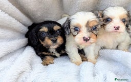 Cavapoo dogs for sale: Stunning CAVAPOO pups, DNA health tested parents - Image 11