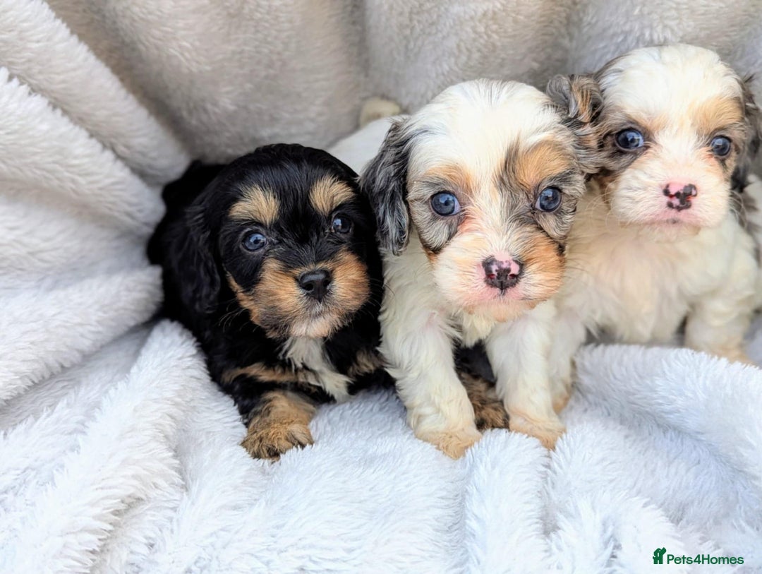 Cavapoo dogs for sale: Stunning CAVAPOO pups, DNA health tested parents - Image 11