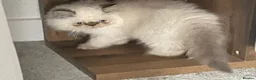 Persian cats for sale: White Persian kitten  in Wokingham - Advert 13