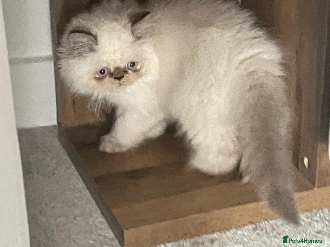 Persian cats for sale: White Persian kitten  in Wokingham - Advert 13