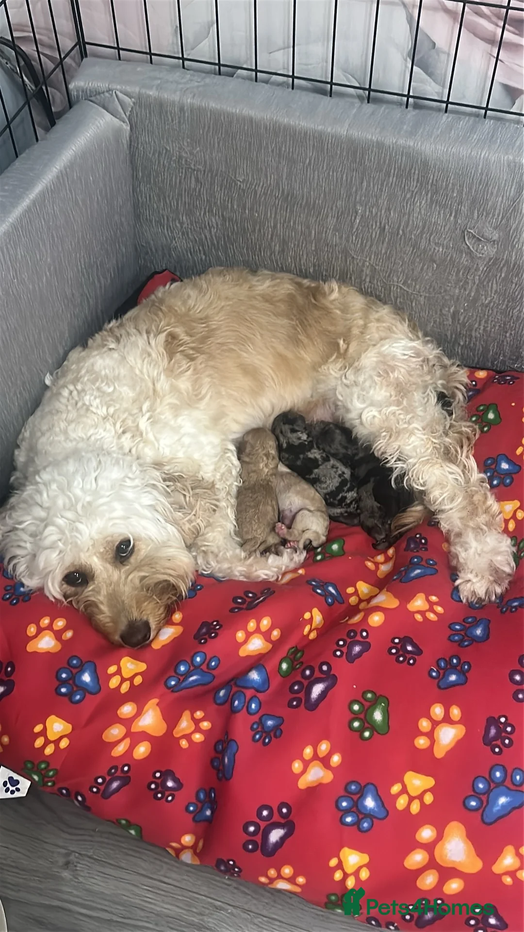 Cockapoo dogs for sale: F2 Cockapoo puppies - Advert 15