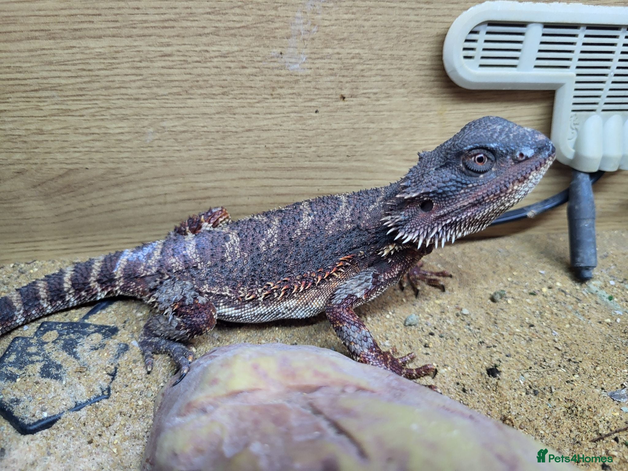 Bearded Dragon reptiles 100% Red Monster Bearded dragon female - Advert 4