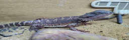Bearded Dragon reptiles for sale: 100% Red Monster Bearded dragon female in Okehampton - Advert 1