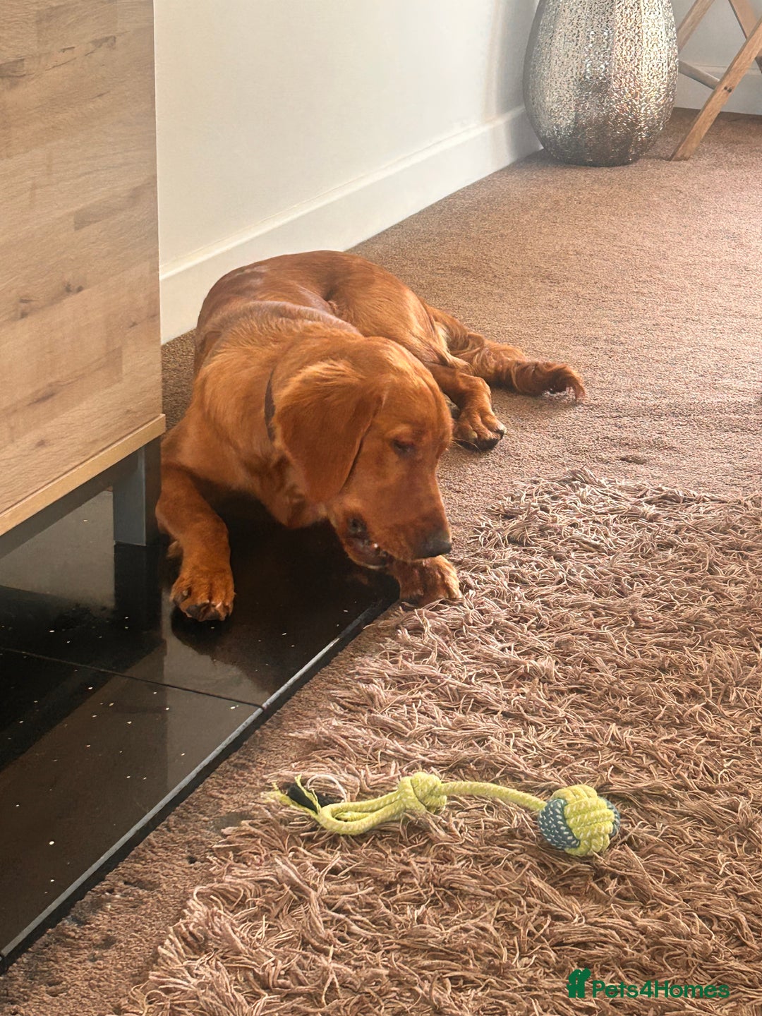 Golden Retriever dogs for sale: Dark red Golden retriever  - Image 6