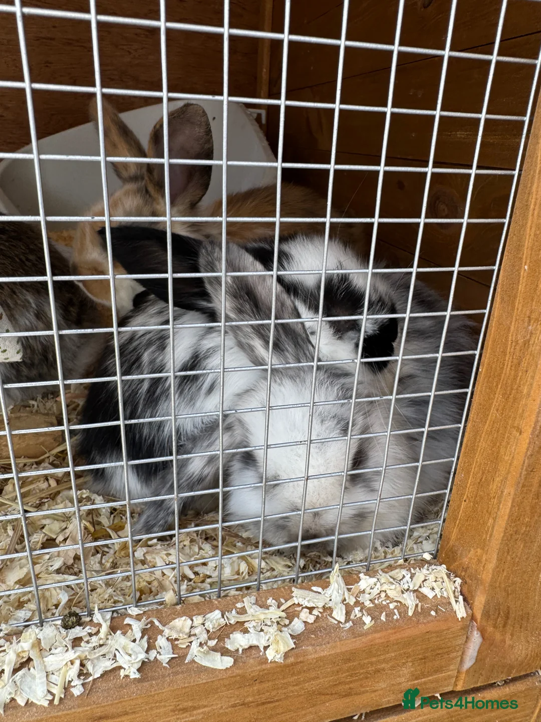 Mixed Breed rabbits for sale: Baby Rabbits - Advert 7