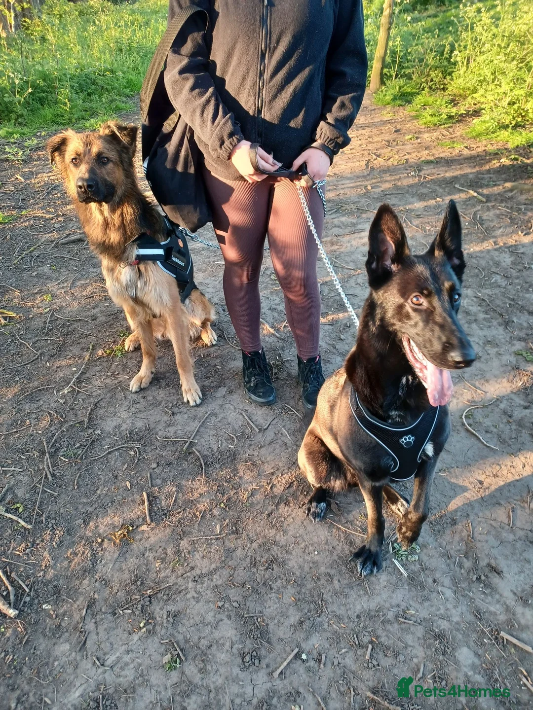 Mixed Breed dogs for sale: Maisie  in Stoke-on-Trent - Advert 2