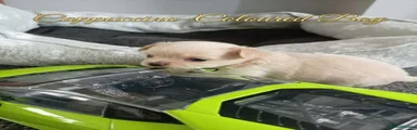 Chihuahua 1