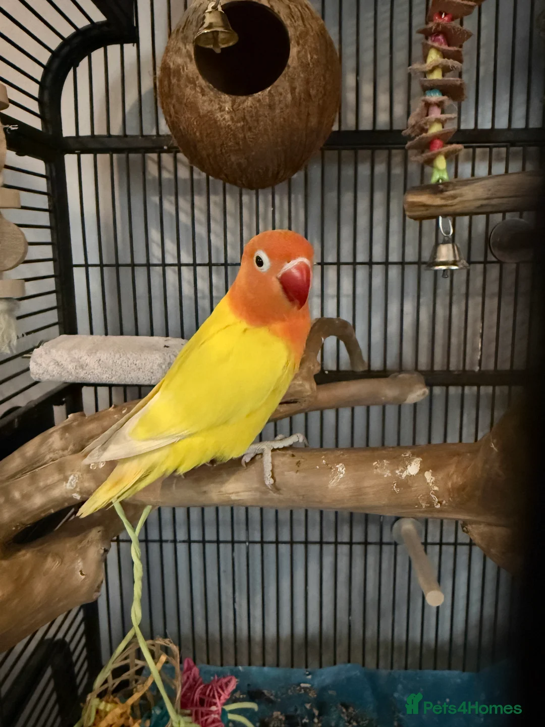 Lovebirds birds for sale: 2 lovebirds for sale  - Advert 1