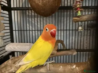 Lovebirds birds 2 lovebirds for sale - Advert 1