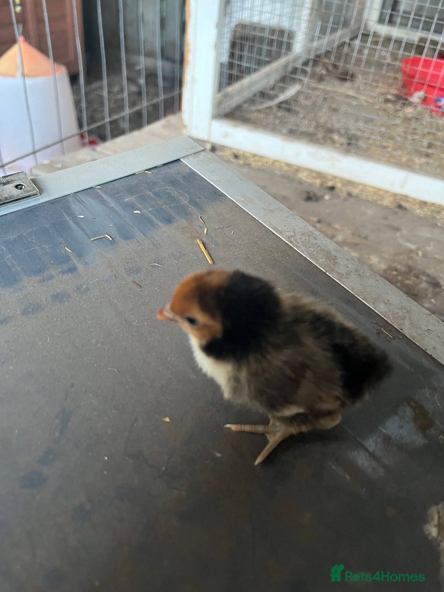 Chickens poultry Sebright chicks and adult cockerel  - Advert 7