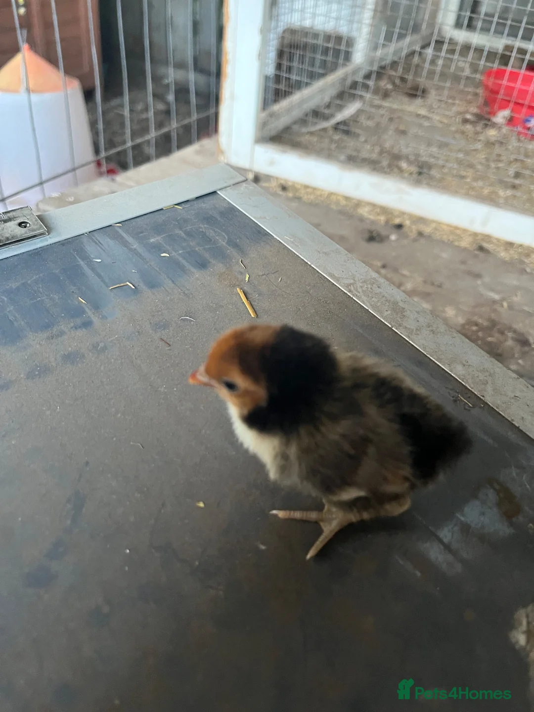 Chickens poultry for sale: Sebright chicks and adult cockerel  - Advert 1