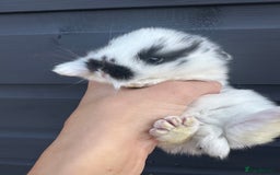 Mini Lop rabbits for sale: Pure breed Minilop babies  - Image 8
