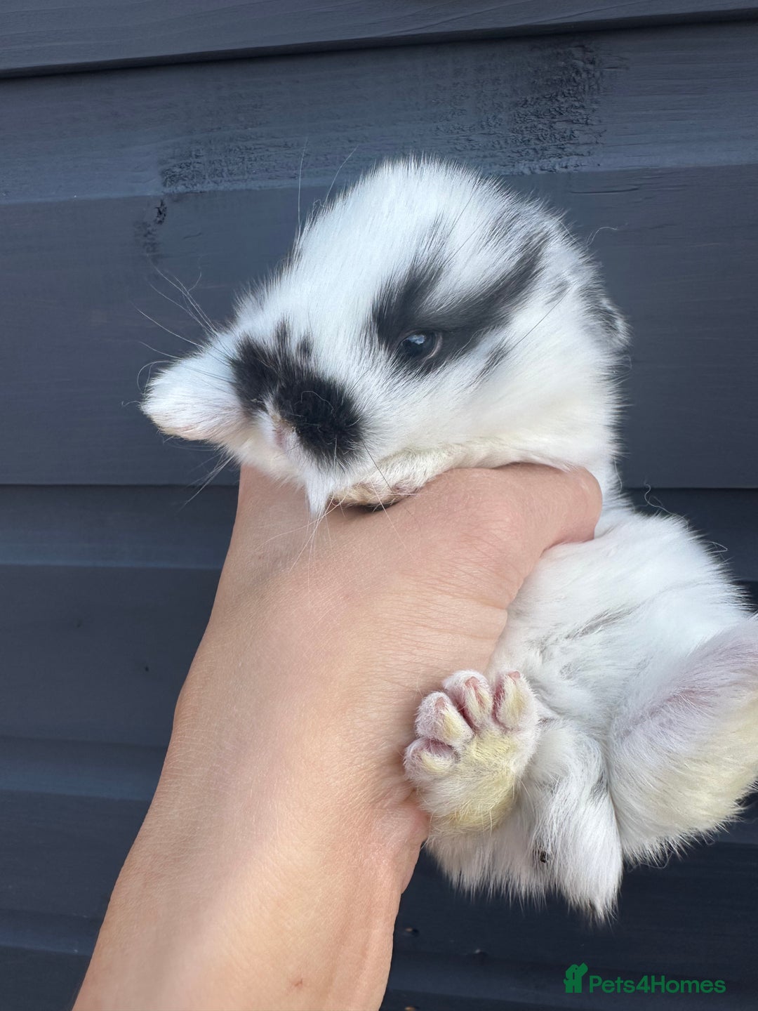 Mini Lop rabbits for sale: Pure breed Minilop babies  - Image 8
