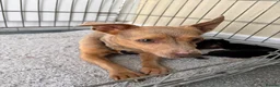 Jack Russell dogs for sale: Beautiful miniature Jack russels  in Wisbech - Advert 12