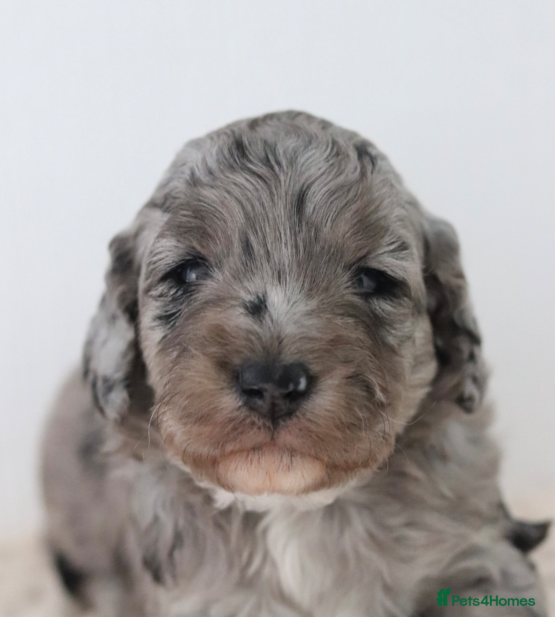 Cockapoo dogs Stunning Merle & phantom cockapoo litter - Advert 6