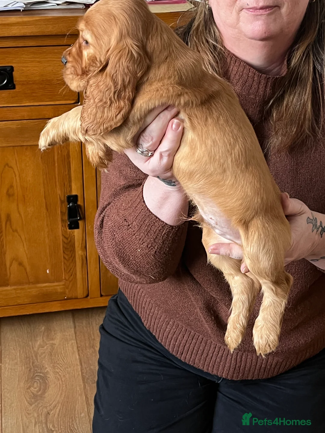 Cocker Spaniel dogs for sale: Cocker spaniel pups for ssle - Advert 3