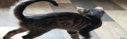 Mixed Breed cats for sale: G5 Asian Leopard Bengal X Kittens  - Advert 22