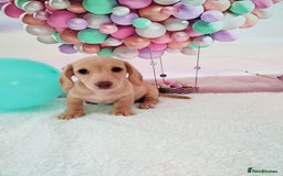 Miniature Dachshund dogs for sale: MINI CREAM DACHSHUND💥READY TO GO💥PRA CLEAR - Image 9