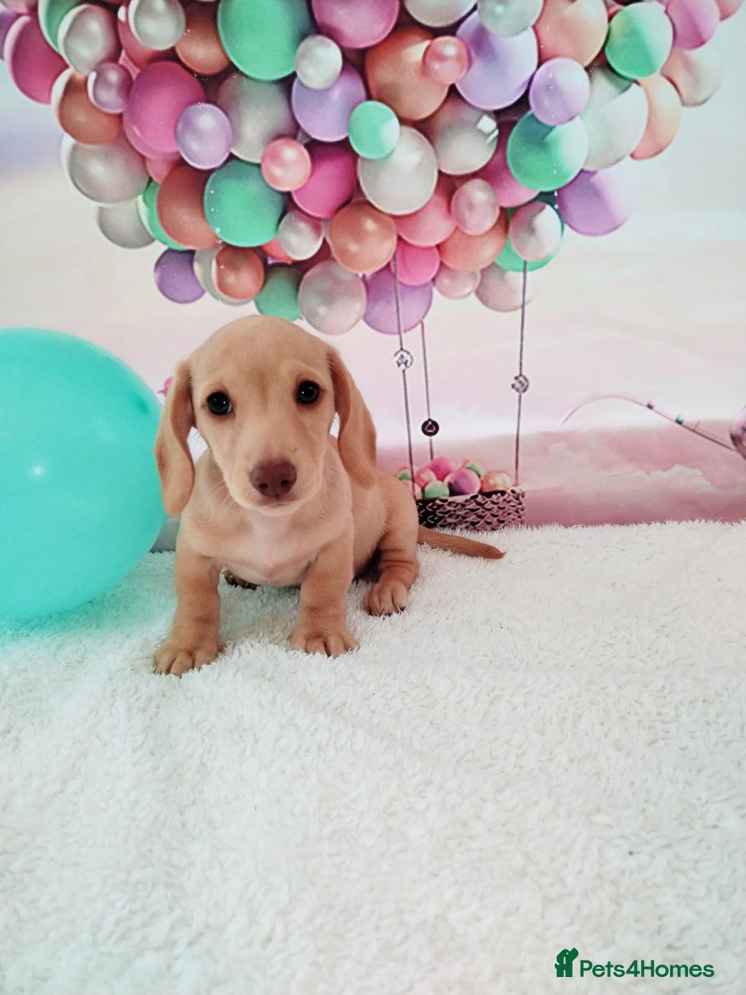 Miniature Dachshund dogs for sale: MINI CREAM DACHSHUND💥READY TO GO💥PRA CLEAR - Image 9
