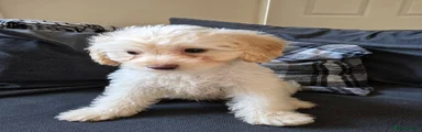 Cockapoo 1