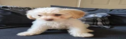 Cockapoo dogs for sale: Last boy F1 Cockapoo full vacs - ready now - Advert 2