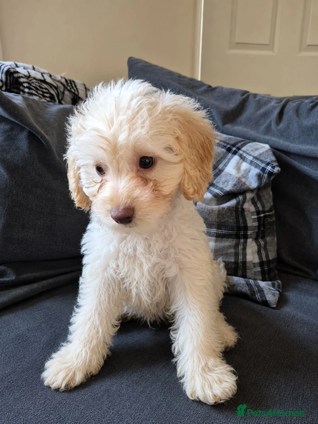 Cockapoo dogs for sale: Last boy F1 Cockapoo full vacs - ready now - Advert 2