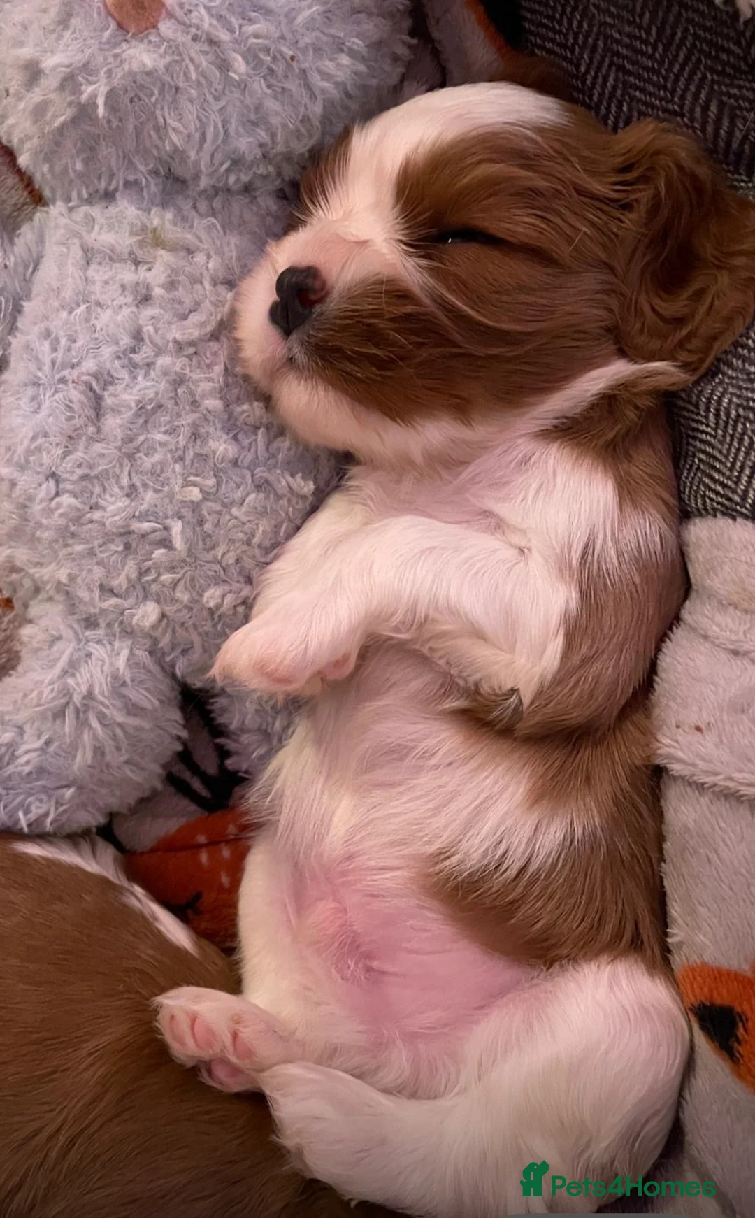 Cavalier King Charles Spaniel dogs for sale: King Charles Cavalier BOY Champion  - Advert 6