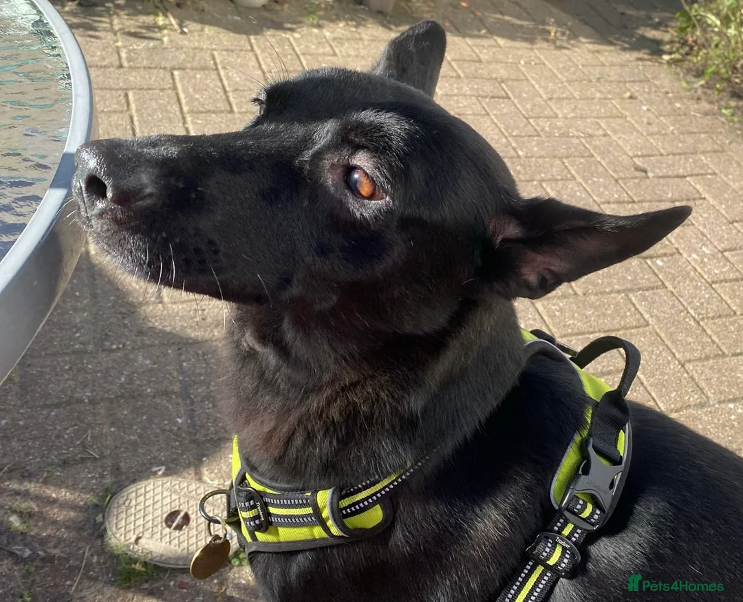 Mixed Breed dogs for adoption: Pango needs a forever home - Advert 4