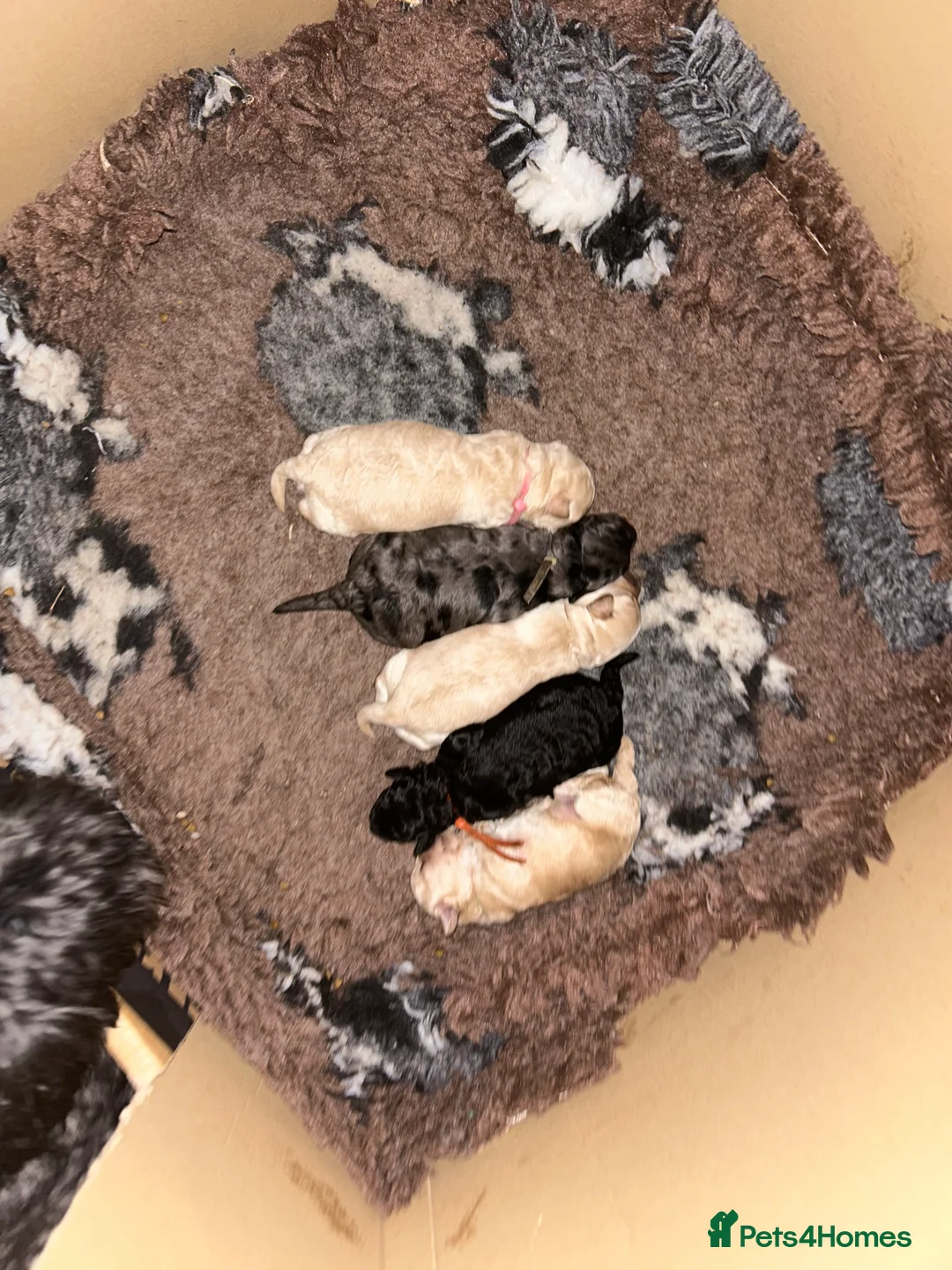 Maltipoo dogs for sale: Gorgeous maltipoo puppies  - Advert 6