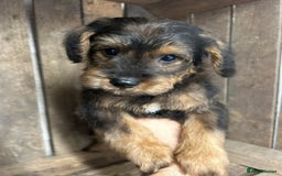 Mixed Breed dogs for sale: OUTSTANDING TOY SCHNOODLES DNA 🧬 CLEAR! - Image 4
