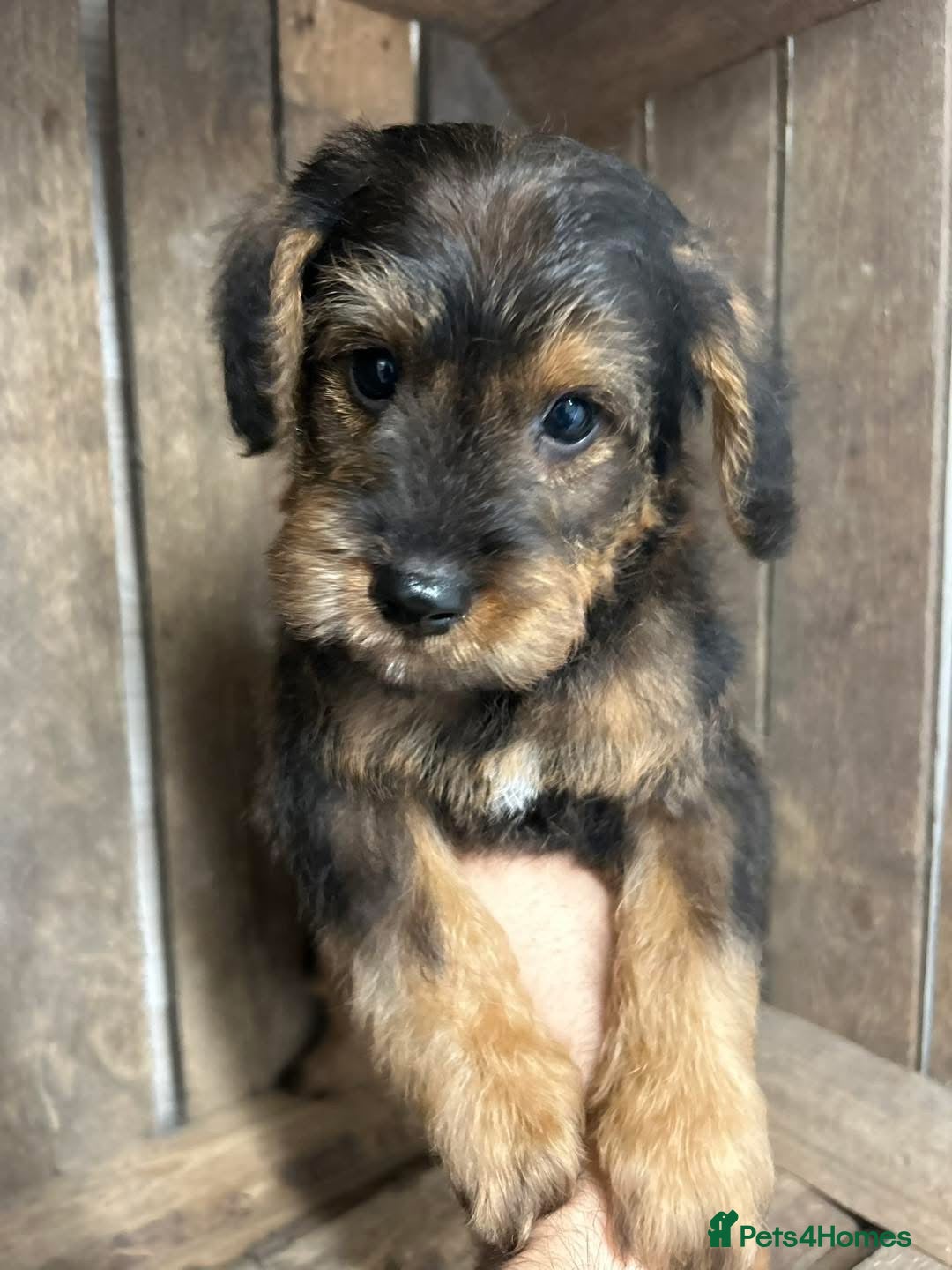 Mixed Breed dogs for sale: OUTSTANDING TOY SCHNOODLES DNA 🧬 CLEAR! - Image 4
