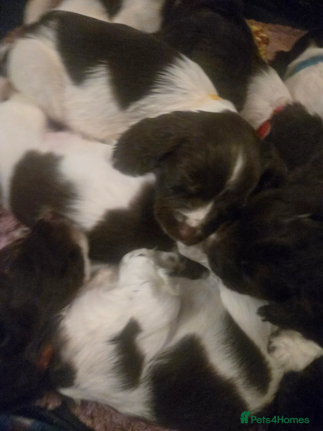 English Springer Spaniel dogs for sale: Ready Now: 2 RKC ESS Dogs - FTCh Sire - Advert 15