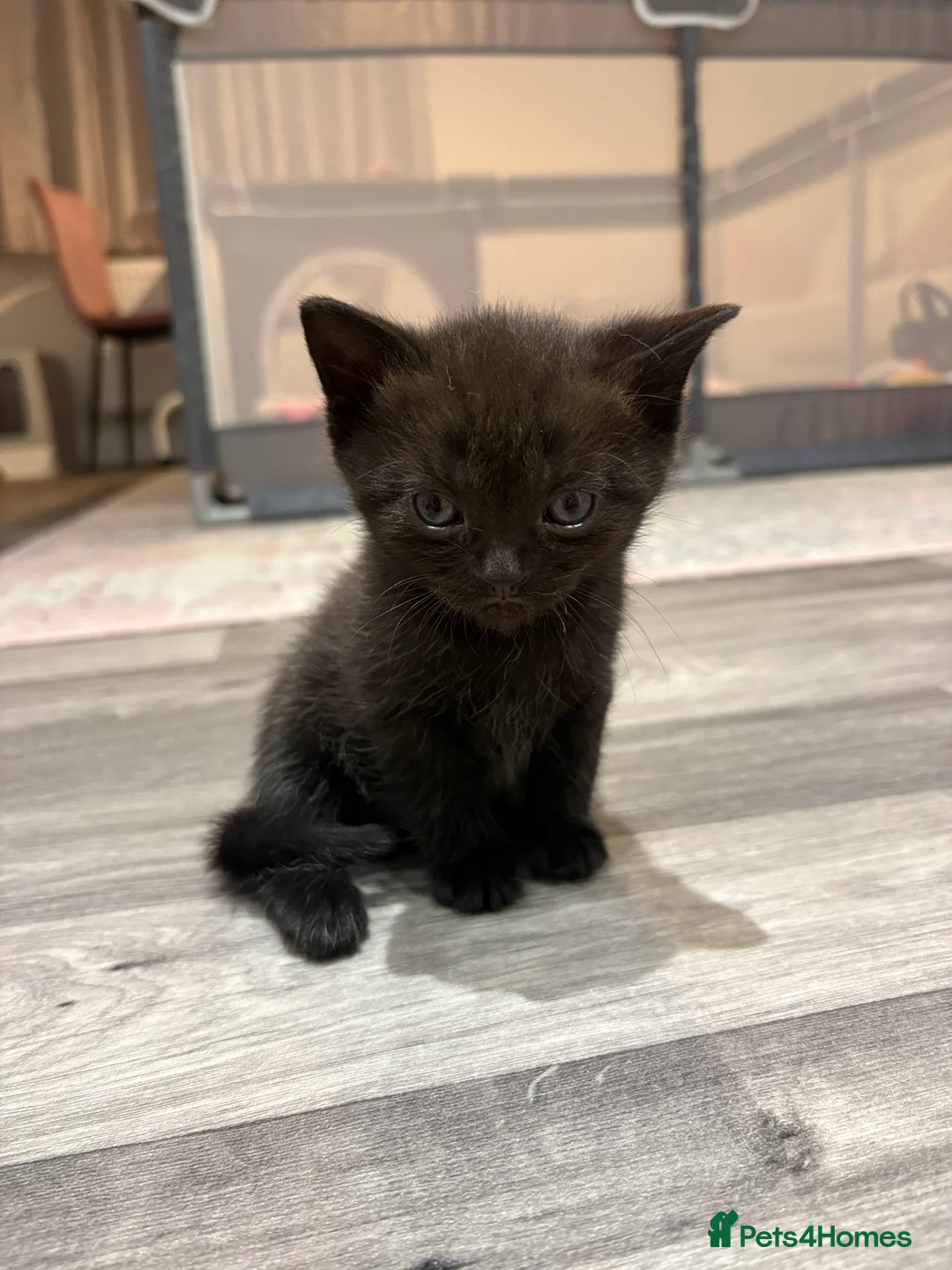 British Shorthair cats for sale: 6 British Shorthair Kittens in Shefford - Advert 2