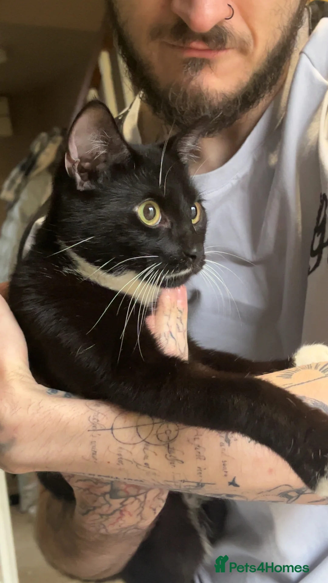 British Shorthair cats for sale: Graham  - Advert 1