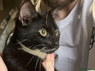 British Shorthair cats Graham - Advert 3