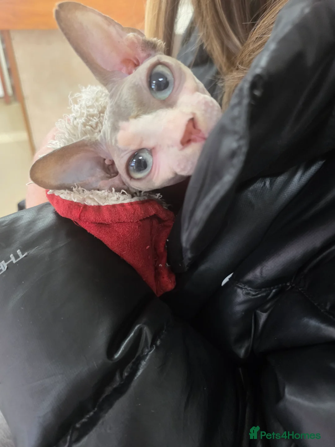 Sphynx cats for sale: Female sphynx for rehoming - Advert 3