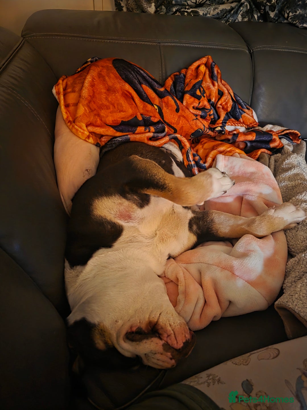 Olde English Bulldogge dogs for sale: Olde Tyme English Bulldog looking for forever home - Advert 4