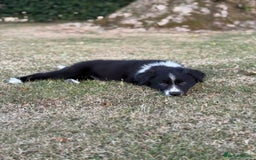 Welsh Collie dogs for sale: Beautiful Welsh Collie Puppies FOR SALE - Image 8