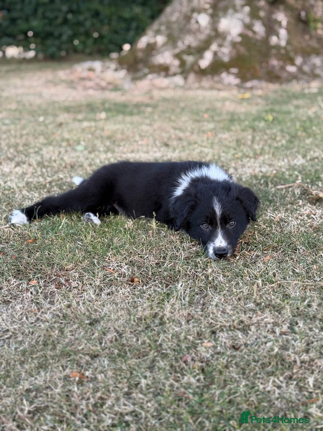 Welsh Collie dogs for sale: Beautiful Welsh Collie Puppies FOR SALE - Image 8