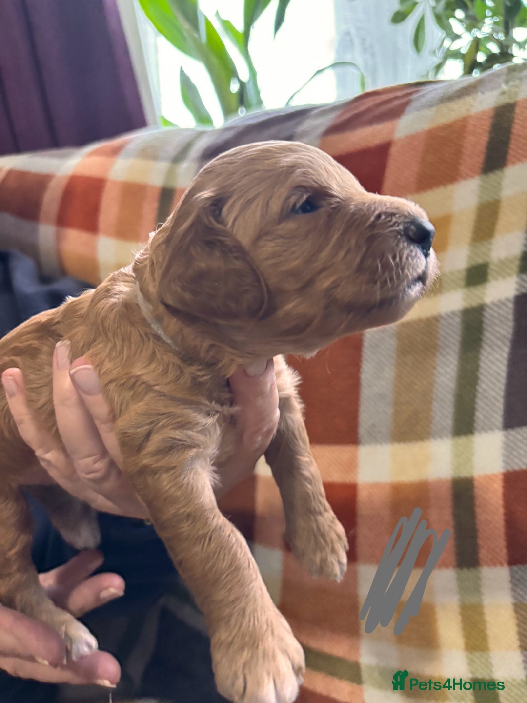 Mini Goldendoodle dogs for sale: ✨Stunning Red/Bronze Golden Doodle Pups ✨ - Advert 10