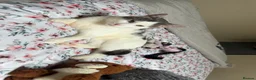 Domestic Shorthair cats for sale: Lucianio  - Advert 2
