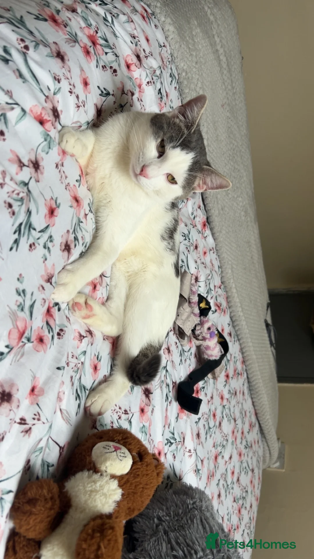 Domestic Shorthair cats for sale: Lucianio  - Advert 2