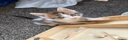 Maine Coon cats for sale: Mainecoon x bengal kittens - Advert 7