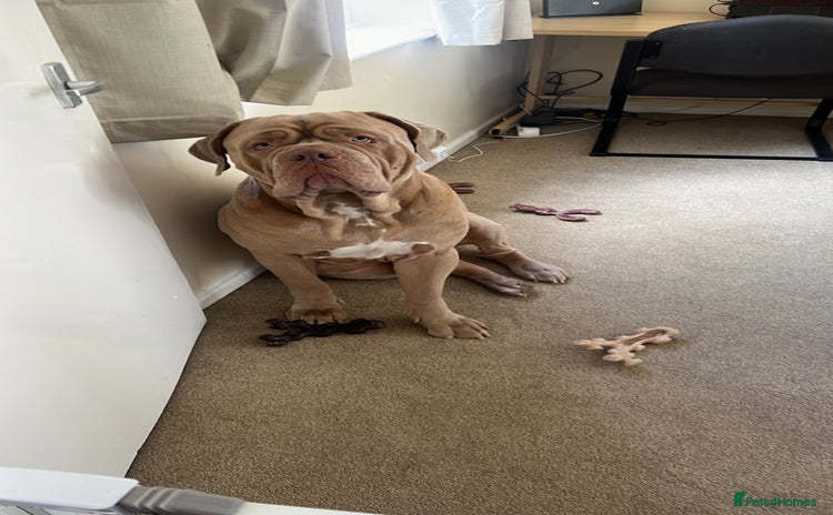 Mastiff dogs - Advert 1