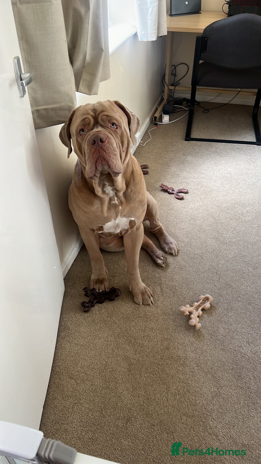 Mastiff dogs for stud: Neapolitan Mastiff cross (Sabre) - Image 1