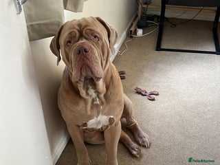 Mastiff dogs - Advert 5