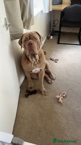 Mastiff dogs Neapolitan Mastiff cross (Sabre) - Advert 3