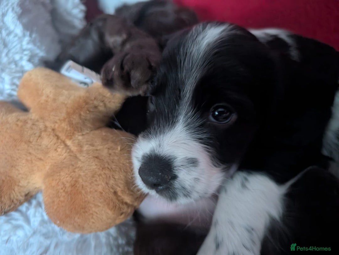 Cockapoo dogs for sale: Cockapoo F2b Pups – Ready for Their Forever Homes - Advert 12