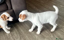 Jack Russell dogs for sale: Jack Russell terrier  - Image 4